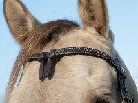 Westernkopfstück "Adkins"