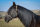 Knotenloses Halfter trinature,XS (Shetty)