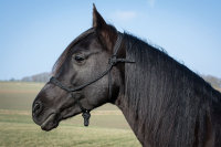 Knotenloses Halfter black,XS (Shetty)