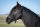 Knotenloses Halfter black,XS (Shetty)